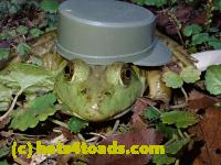 /home//u458753944/public_html/sourcegallery/////////////////////////Frogs/Bullfrogs 2020-09 Upper Merion/P9280724.JPG